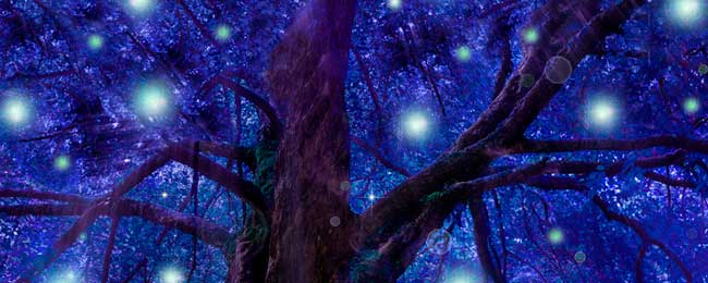 escape room Alicante Naturia, el bosque encantado