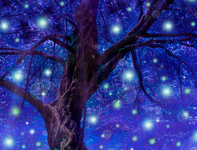 escape room Alicante Naturia, el bosque encantado